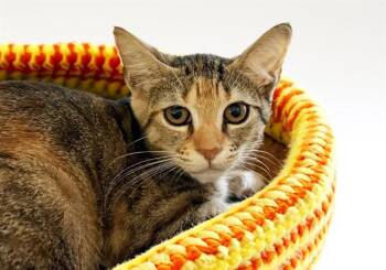 MAGGIE -  Domestic Short Hair Cat for Adoption in Fort Lauderdale, Florida - MAGGIE | PetCurious