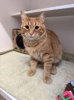 Rescue Domestic Short Hair Cats for Adoption in Harbor Springs, Michigan - Stanley | PetCurious