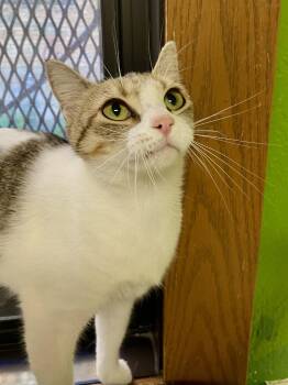 Syrup -  Domestic Short Hair and Tabby Cat for Adoption in Fargo, North Dakota - Syrup | PetCurious