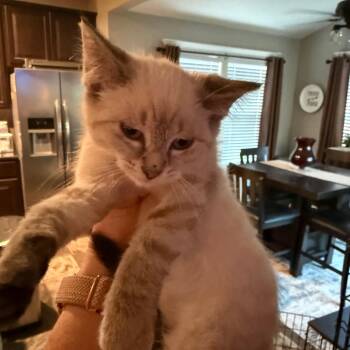 Axel -  American Shorthair Cat for Adoption - Axel | PetCurious