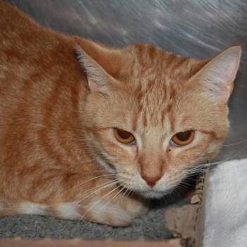 Weasel -  Domestic Short Hair Cat for Adoption in Richmond, Virginia - Weasel | PetCurious