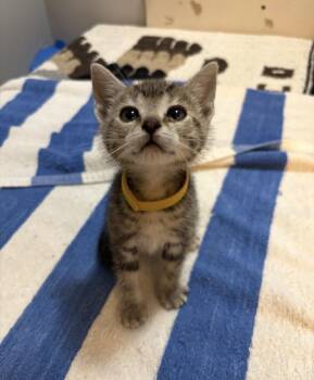 Eden -  Tabby Cat for Adoption in Grand Haven, Michigan - Eden | PetCurious