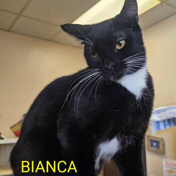Bianca -  Domestic Short Hair Cat for Adoption in Villa Park, California - Bianca | PetCurious
