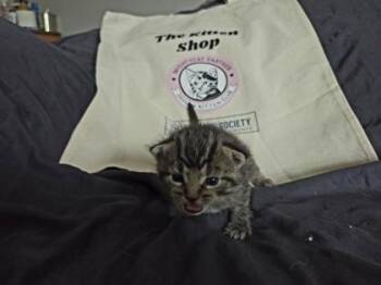 Martha -  Domestic Short Hair Cat for Adoption in Fishers, Indiana - Martha | PetCurious