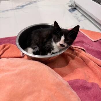 Ernestina -  American Shorthair Cat for Adoption in New York, New York - Ernestina | PetCurious
