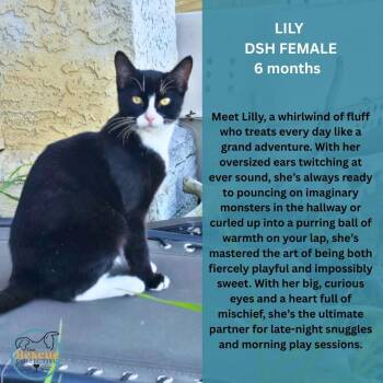Lily -  Domestic Short Hair Cat for Adoption in Clive, Alberta - Lily | PetCurious
