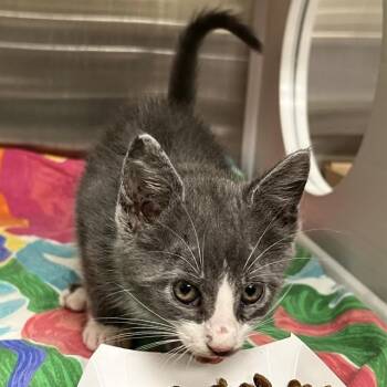 DUSKY SHARK -  Domestic Short Hair Cat for Adoption in St. Louis, Missouri - DUSKY SHARK | PetCurious