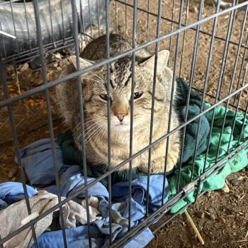 Domestic Short Hair Cats Available for Adoption - Timmy | PetCurious