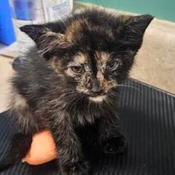 Spice Cookie -  Domestic Short Hair Cat for Adoption in Starkville, Mississippi - Spice Cookie | PetCurious