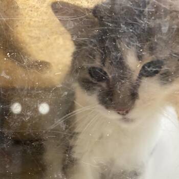 Cordelia -  Domestic Short Hair Cat for Adoption in Reno, Nevada - Cordelia | PetCurious