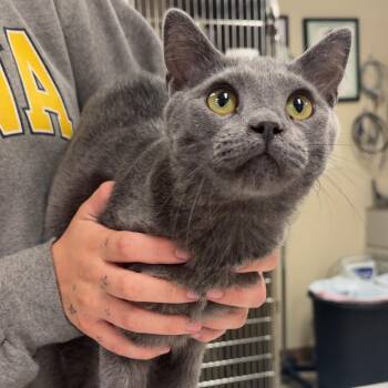 Maui -  Russian Blue and Domestic Short Hair Cat for Adoption - Maui | PetCurious