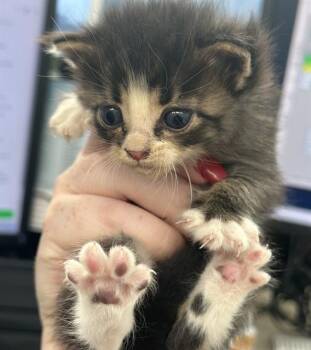 Rescue Domestic Short Hair Cats for Adoption in Dallas, Texas - MONTY | PetCurious