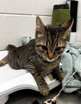 OCEAN -  Domestic Short Hair Cat for Adoption - OCEAN | PetCurious
