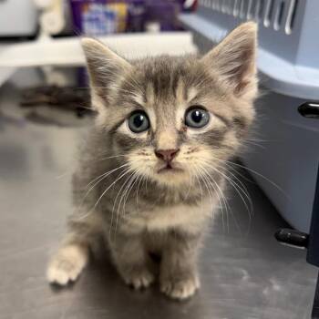 Cinco -  Domestic Short Hair Cat for Adoption in Trenton, New Jersey - Cinco | PetCurious