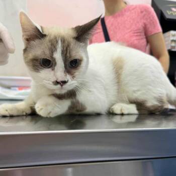 Rescue Siamese Cats for Adoption in Fairfax Station, Virginia - Goldie | PetCurious