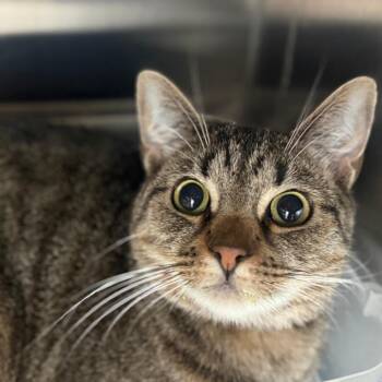 Colonel Sanders (Bruno) -  Domestic Short Hair Cat for Adoption in Ridgely, Maryland - Colonel Sanders (Bruno) | PetCurious