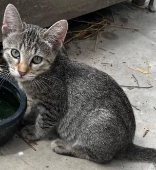 Castle (Cassy) -  Domestic Short Hair Cat for Adoption in San Antonio, Texas - Castle (Cassy) | PetCurious