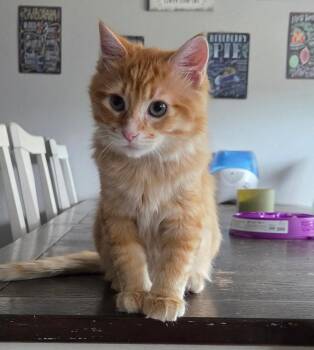 Felix -  Domestic Long Hair Cat for Adoption in Fort Worth, Texas - Felix | PetCurious
