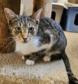 Bruno -  Domestic Short Hair Cat for Adoption in Fremont, Ohio - Bruno | PetCurious