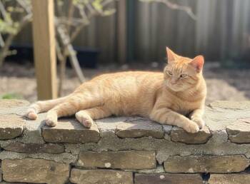 American Shorthair Cats Available for Adoption in Concord, North Carolina - Jagger  | PetCurious