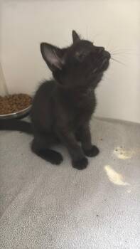 Theo -  Domestic Short Hair Cat for Adoption in Gainesville, Florida - Theo | PetCurious