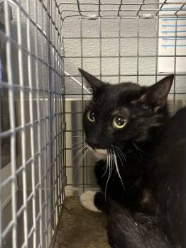 Domestic Short Hair Cats Available for Adoption in Las Vegas, Nevada - COOKIE | PetCurious