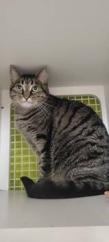 Rescue Tabby Cats for Adoption in Fountain Valley, California - Koda - Tabby With Heart | PetCurious