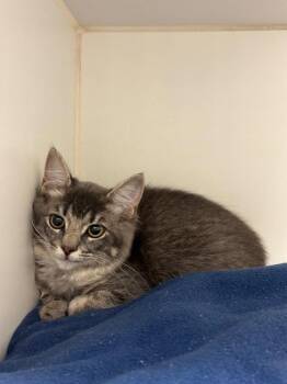 Sprinkles (E fairview) -  Domestic Medium Hair Cat for Adoption in Johnson City, Tennessee - Sprinkles (E Fairview) | PetCurious