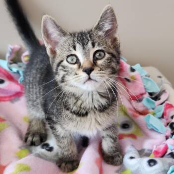 Tabby Cats Available for Adoption in Marshfield, Wisconsin - Slowpoke | PetCurious