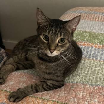 Rescue Domestic Short Hair Cats for Adoption in Nashville, Tennessee - Littles | PetCurious