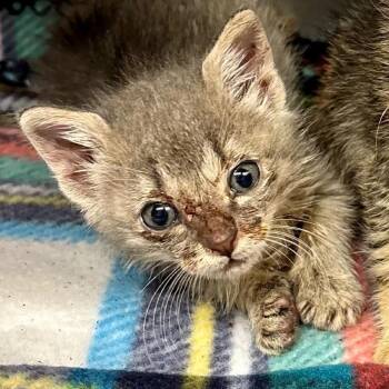 Zombie 30 -  Domestic Short Hair Cat for Adoption in Austin, Texas - Zombie 30 | PetCurious