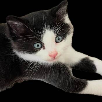 Zorro -  Domestic Short Hair Cat for Adoption in Johnstown, Pennsylvania - Zorro | PetCurious