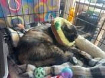 Gaia -  Domestic Short Hair Cat for Adoption in Manitowoc, Wisconsin - Gaia | PetCurious