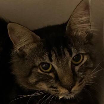 Fox -  Domestic Short Hair Cat for Adoption in Yuma, Arizona - Fox | PetCurious