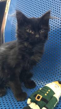 Moth -  Domestic Long Hair Cat for Adoption in Buena Vista, Colorado - Moth | PetCurious