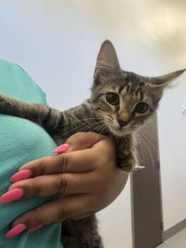 Calypso -  Domestic Short Hair Cat for Adoption in Hilton Head Island, South Carolina - Calypso | PetCurious