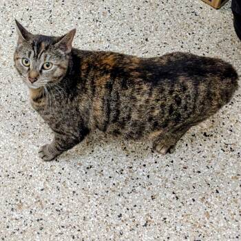 Mamacita -  Domestic Short Hair Cat for Adoption in Marysville, Ohio - Mamacita | PetCurious