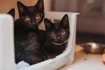 92766A Skittle -  Domestic Short Hair Cat for Adoption in North Charleston, South Carolina - 92766A Skittle | PetCurious
