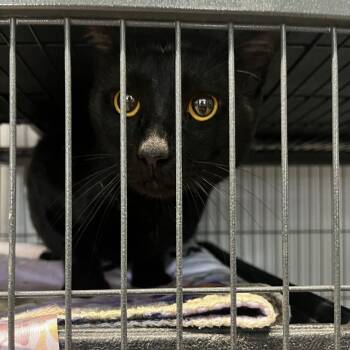 Nuno -  Domestic Short Hair Cat for Adoption in St. Louis, Missouri - Nuno | PetCurious