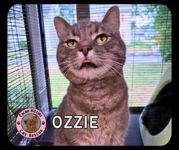 Ozzie -  Domestic Short Hair Cat for Adoption in Hershey, Pennsylvania - Ozzie | PetCurious