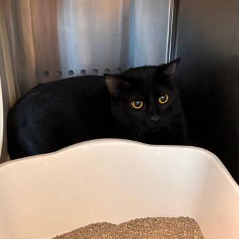 Domestic Short Hair Cats Available for Adoption in Norman, Oklahoma - Milkshake | PetCurious