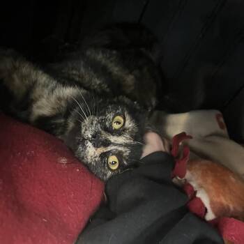 Domestic Short Hair Cats Available for Adoption in Fort Wayne, Indiana - Naomi | PetCurious