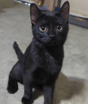 Missy -  Domestic Short Hair Cat for Adoption in London, Ontario - Missy | PetCurious