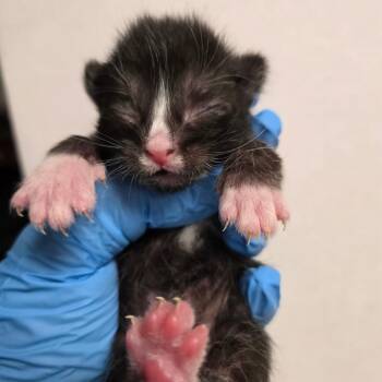 Domestic Short Hair Cats Available for Adoption in East Hanover, New Jersey - Chopin | PetCurious