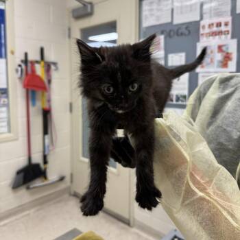 Laffy Taffy -  Domestic Long Hair Cat for Adoption in Murray, Utah - Laffy Taffy | PetCurious