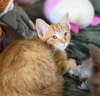 Domestic Short Hair Cats Available for Adoption in Conroe, Texas - EMBER | PetCurious