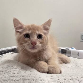 Ricky -  Domestic Long Hair Cat for Adoption in Phoenix, Arizona - Ricky | PetCurious