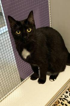 Scout -  Domestic Short Hair Cat for Adoption in Lincoln, Nebraska - Scout | PetCurious