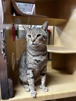 Taro (Little Buddy) -  Domestic Short Hair Cat for Adoption in Los Angeles, California - Taro (Little Buddy) | PetCurious