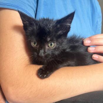 Pancakes -  Domestic Short Hair Cat for Adoption in Lynchburg, Virginia - Pancakes | PetCurious